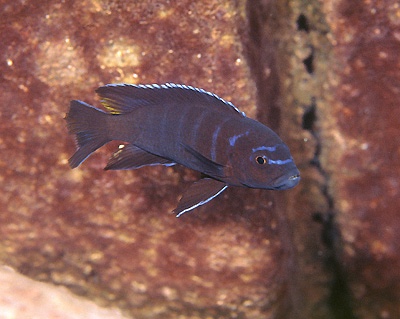 Cynotilapia sp. 'elongatus ndumbi' Ndumbi Rocks